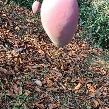 公果小金煌芒