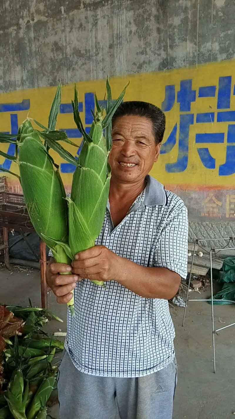 水果玉米泰系品种质量好个头大颜色绿代发全国