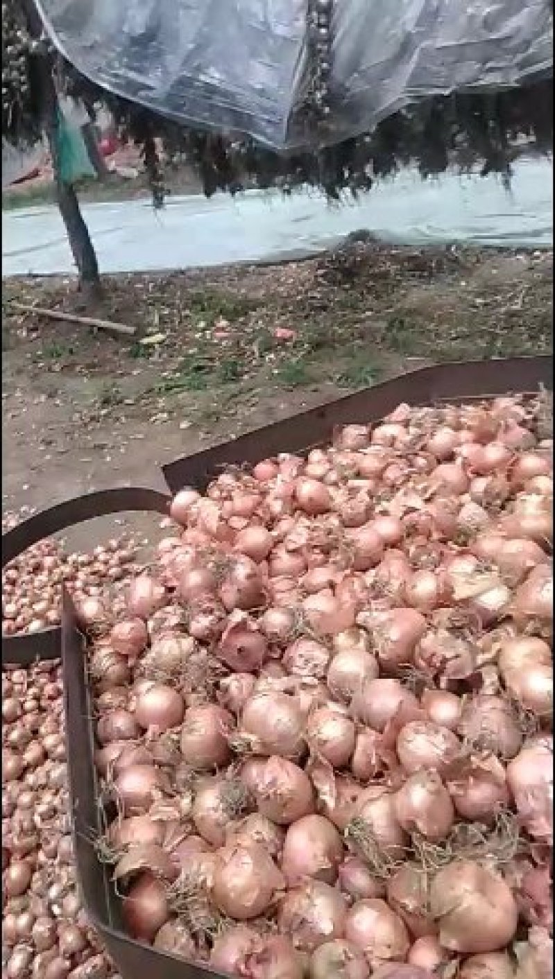 毛葱，产地直销，量大