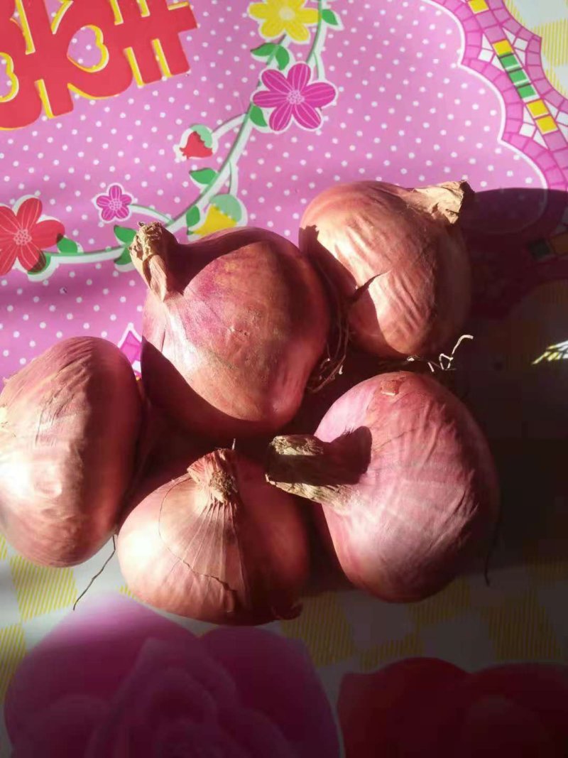 毛葱，产地直销，量大