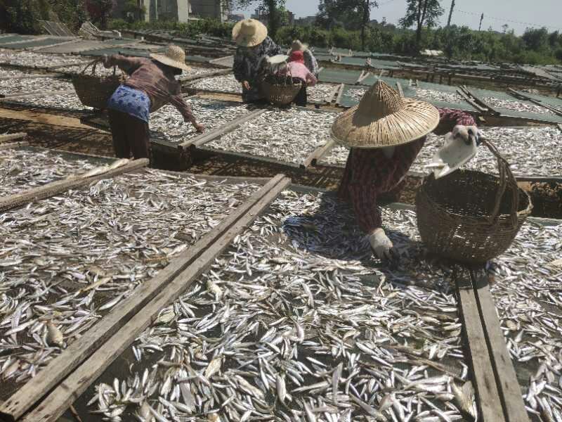 淡水小鱼干无盐不开肚鱼干干货生晒小白条猫粮宠物粮乌龟粮