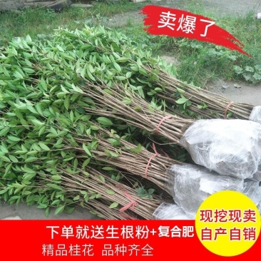 【放心苗】桂花苗桂花树苗批发金桂丹桂大量供应欢迎咨询
