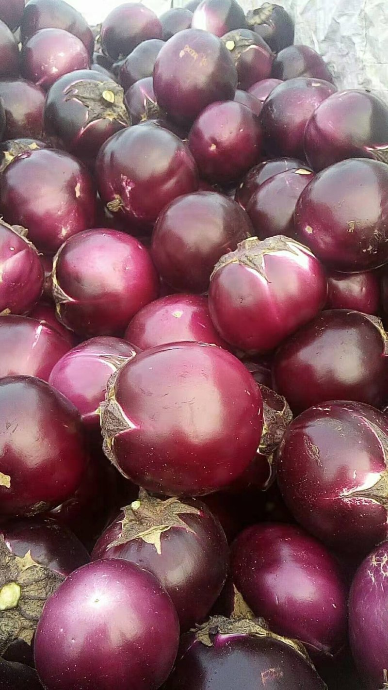 红灌，红气球圆茄子🍆