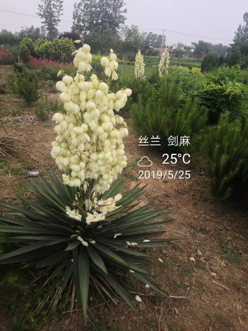 绿化苗木剑麻丝兰凤尾兰