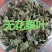 无花果叶