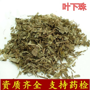 叶下珠鱼鳞草珍珠草供应上千种中药