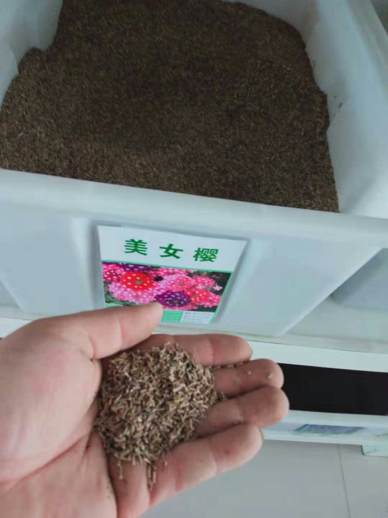 美女樱种子多年生地被花卉种子宿根耐寒花海种植景观绿化