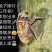 豫西杜仲园小金蝉