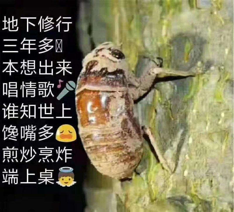 豫西杜仲园小金蝉