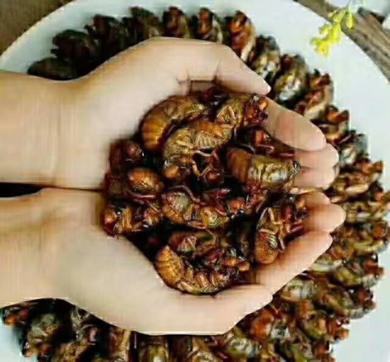 豫西杜仲园小金蝉
