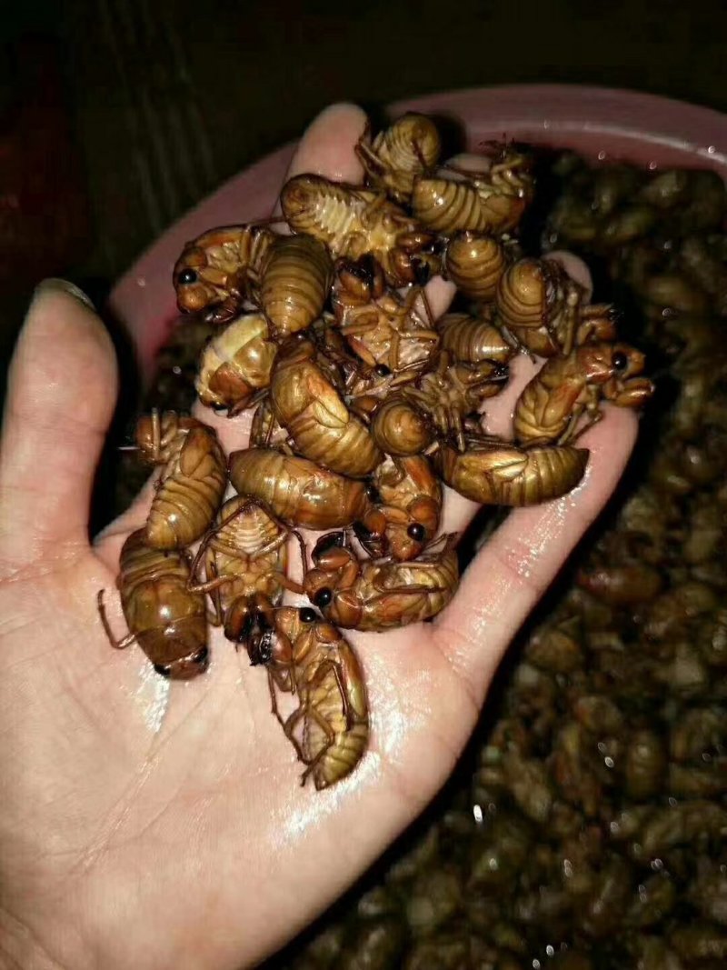豫西杜仲园小金蝉