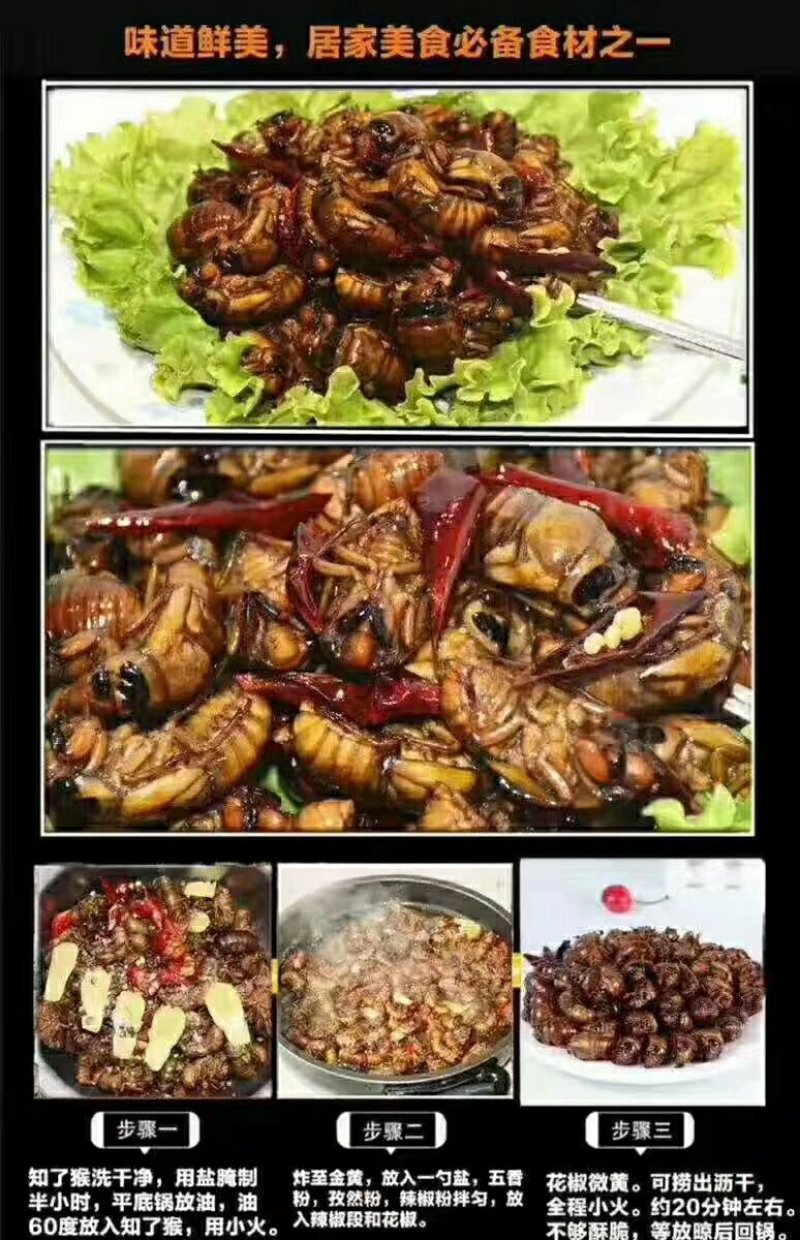 豫西杜仲园小金蝉
