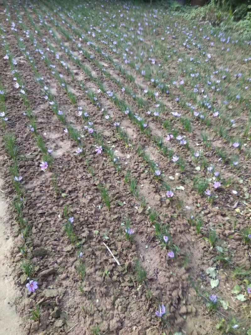 伊朗藏红花特级宽丝，10克包邮。。。。。