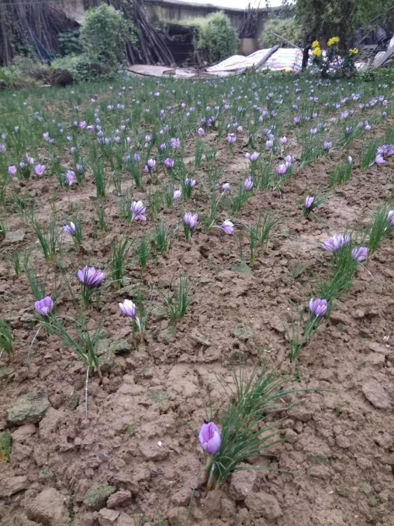 伊朗藏红花特级宽丝，10克包邮。。。。。