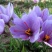 伊朗藏红花特级宽丝，10克包邮。。。。。