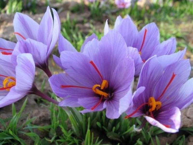 伊朗藏红花特级宽丝，10克包邮。。。。。