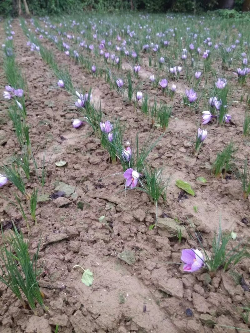 伊朗藏红花特级宽丝，10克包邮。。。。。