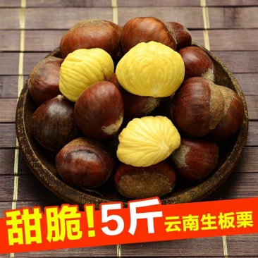 2019年云南高山生板栗新鲜板栗现摘现发板栗毛栗子生栗
