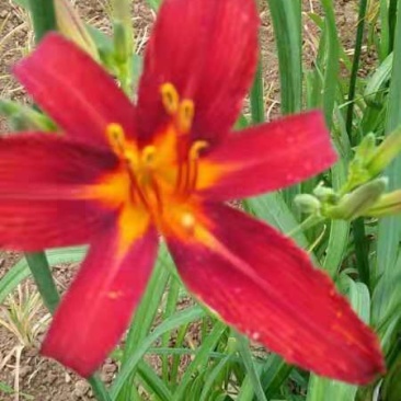 红花萱草