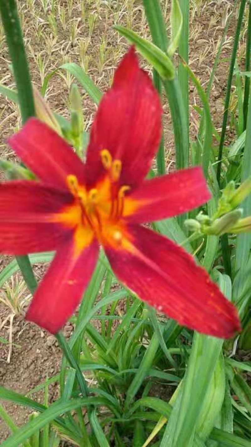红花萱草