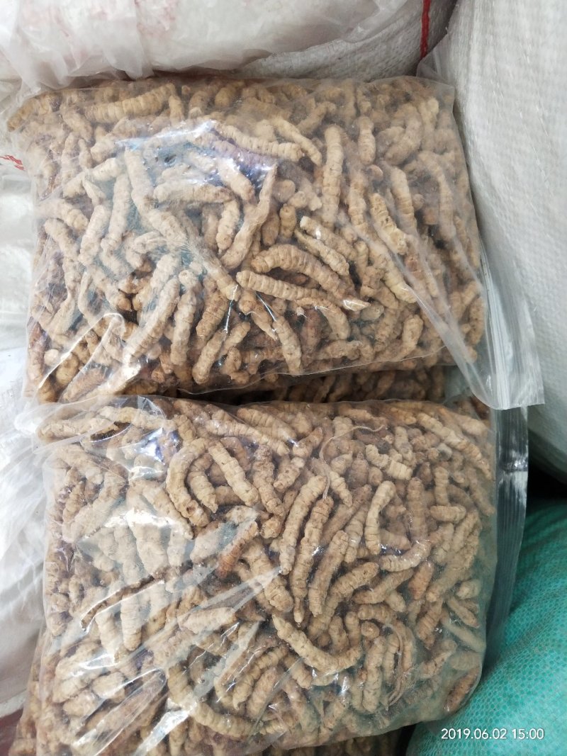 中药材土虫草，地蚕，产地一手货源，批发，零售
