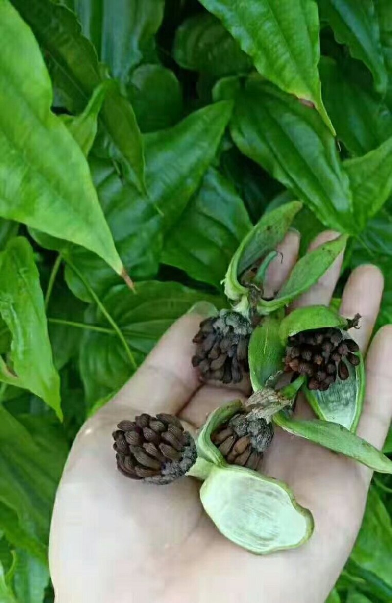 百部苗