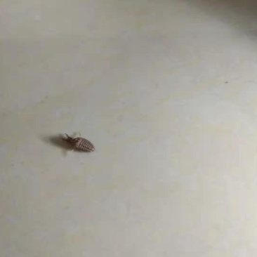 野生金沙牛，假一陪百，