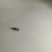 野生金沙牛，假一陪百，