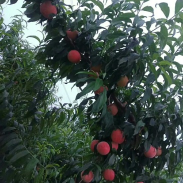 个大色好精品水蜜银凤桃