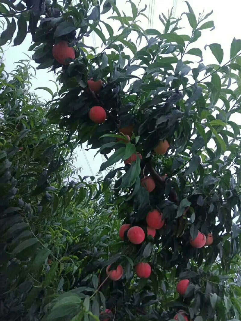个大色好精品水蜜银凤桃