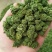 文山三年三七花云南人工干货现货