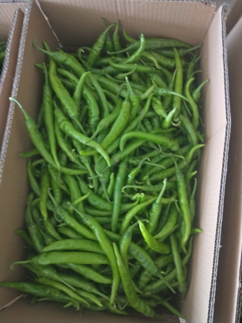 精品杭椒质量第一