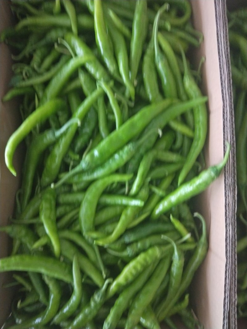 精品杭椒质量第一