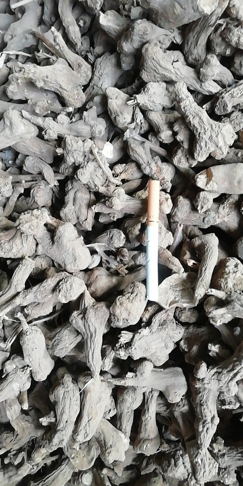 白术