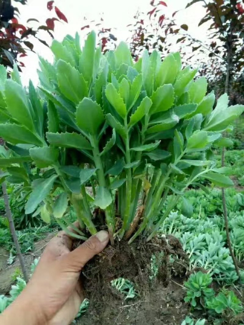 绿化草花苗八宝景天三七景天地被色块绿篱