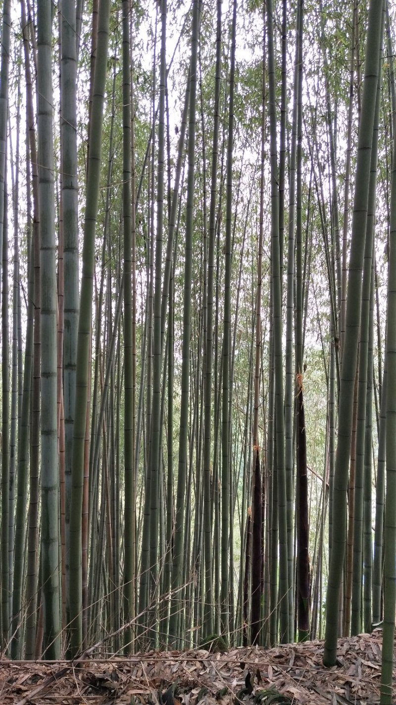 大量工地用竹，花斑竹。