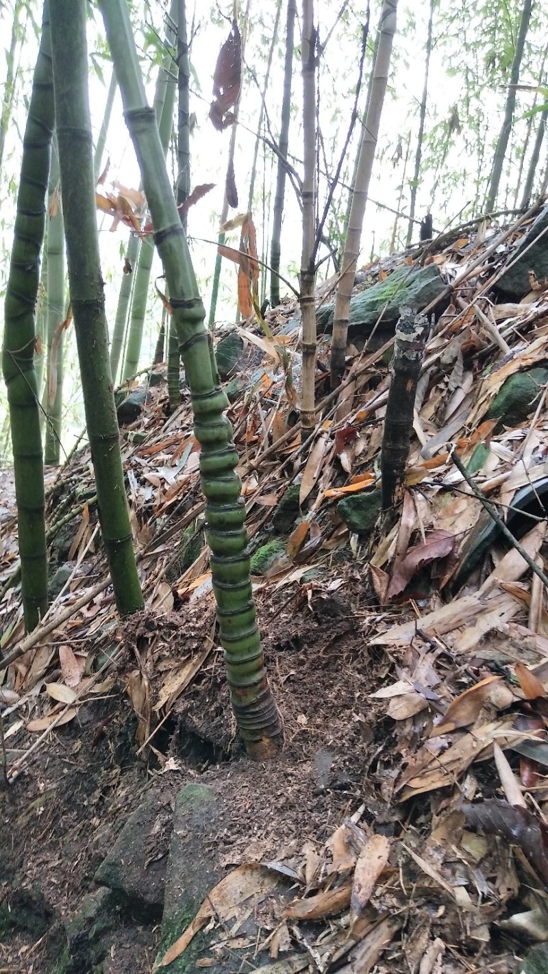 大量工地用竹，花斑竹。