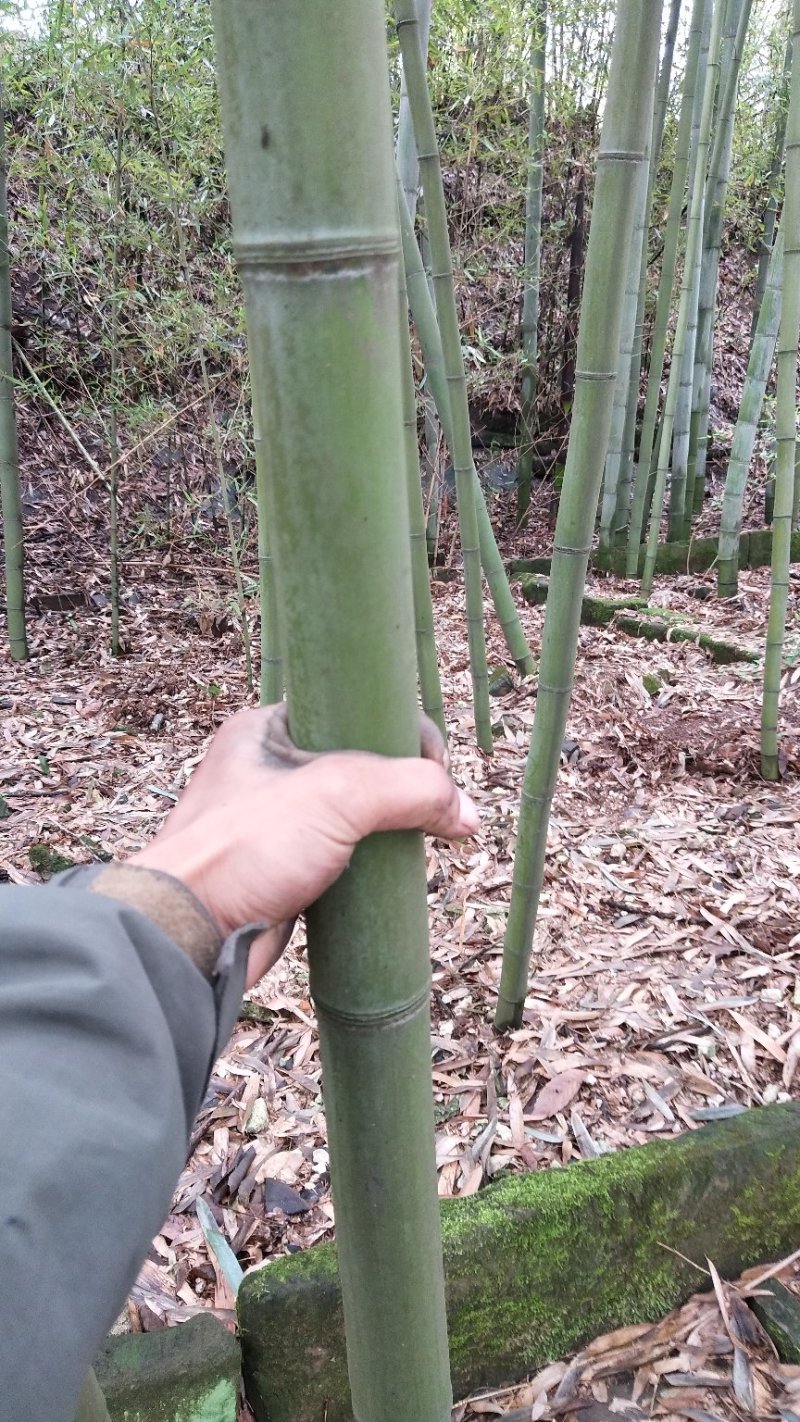 大量工地用竹，花斑竹。