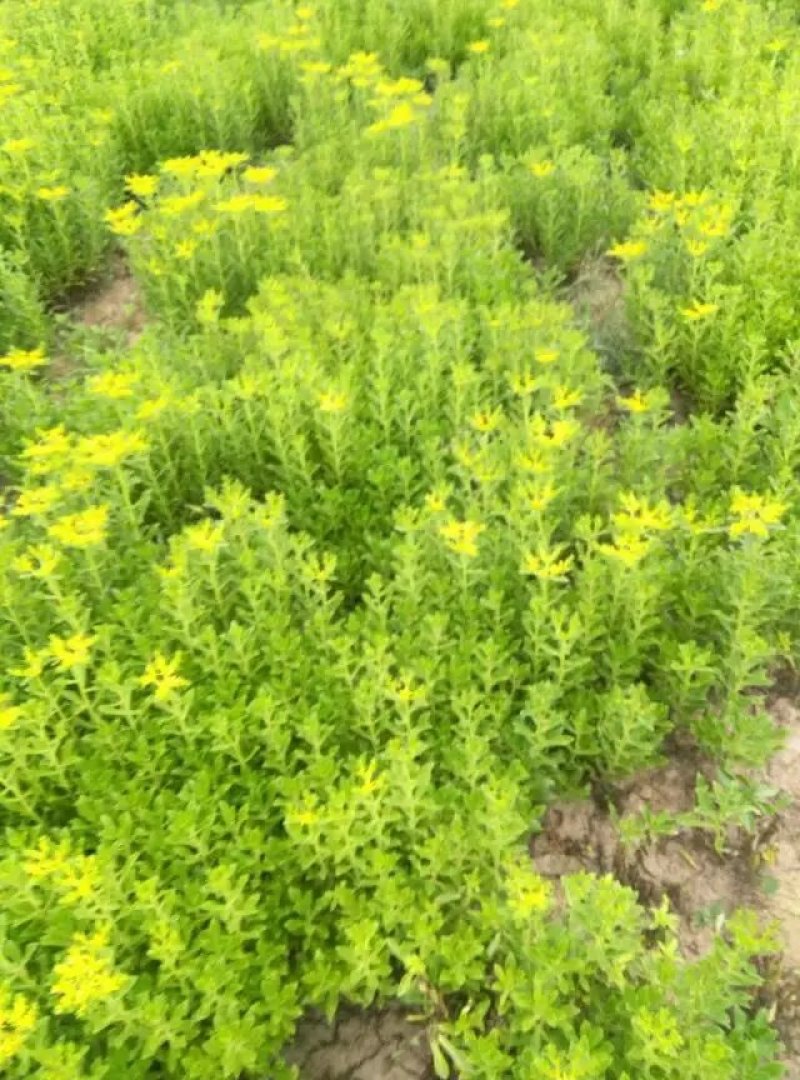 绿化草花苗三七景天八宝景天地被色块绿篱