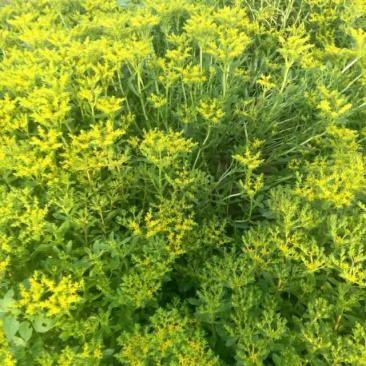 绿化草花苗三七景天八宝景天地被色块绿篱