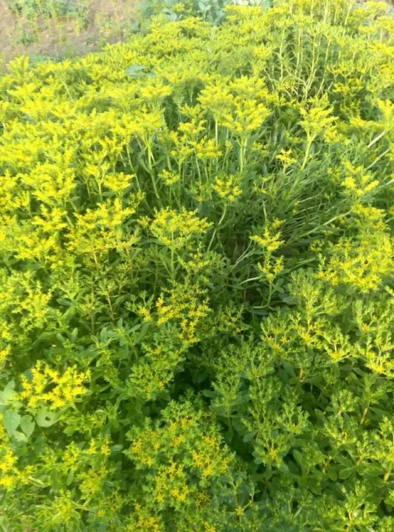 绿化草花苗三七景天八宝景天地被色块绿篱