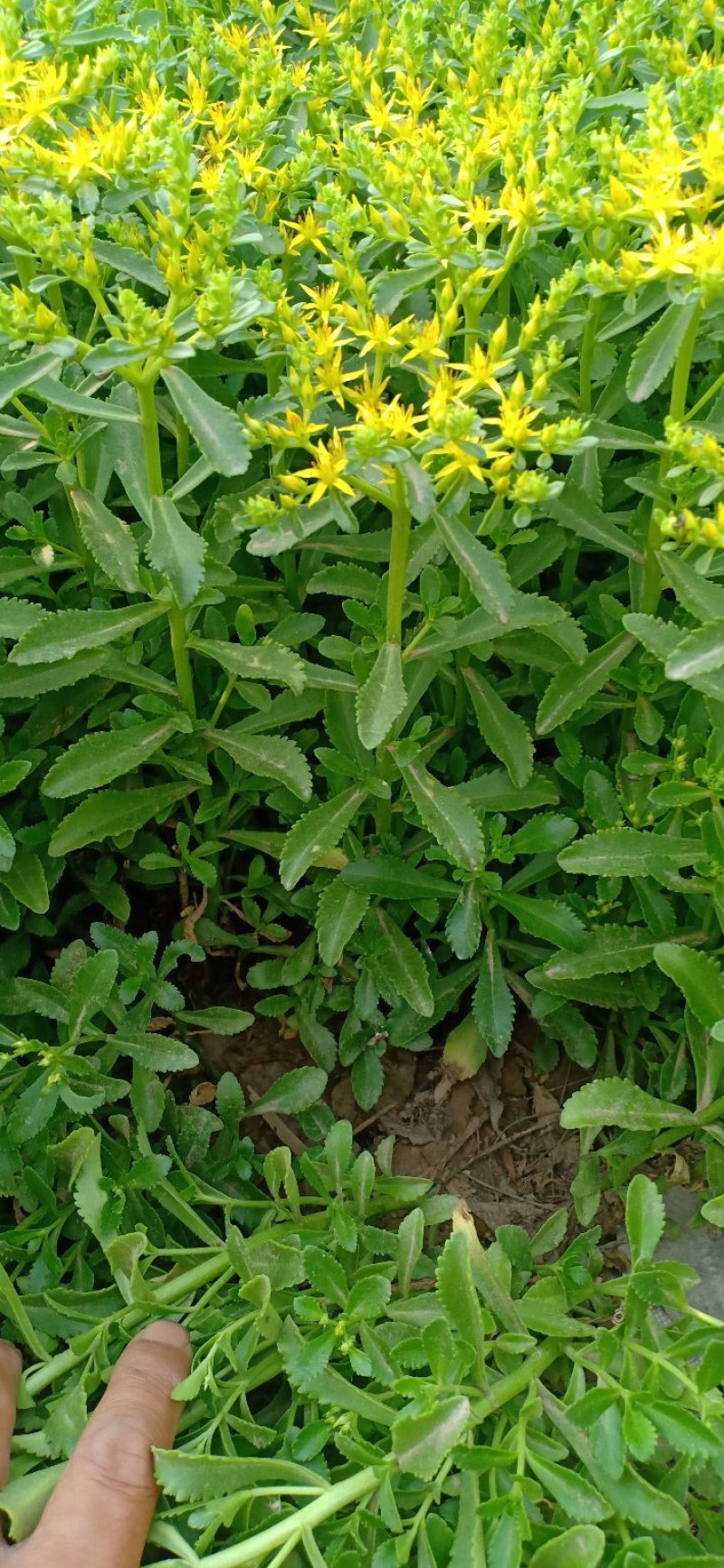 绿化草花苗三七景天八宝景天地被色块绿篱