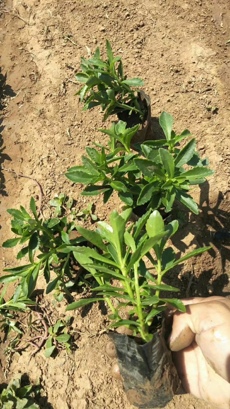 绿化草花苗三七景天八宝景天地被色块绿篱