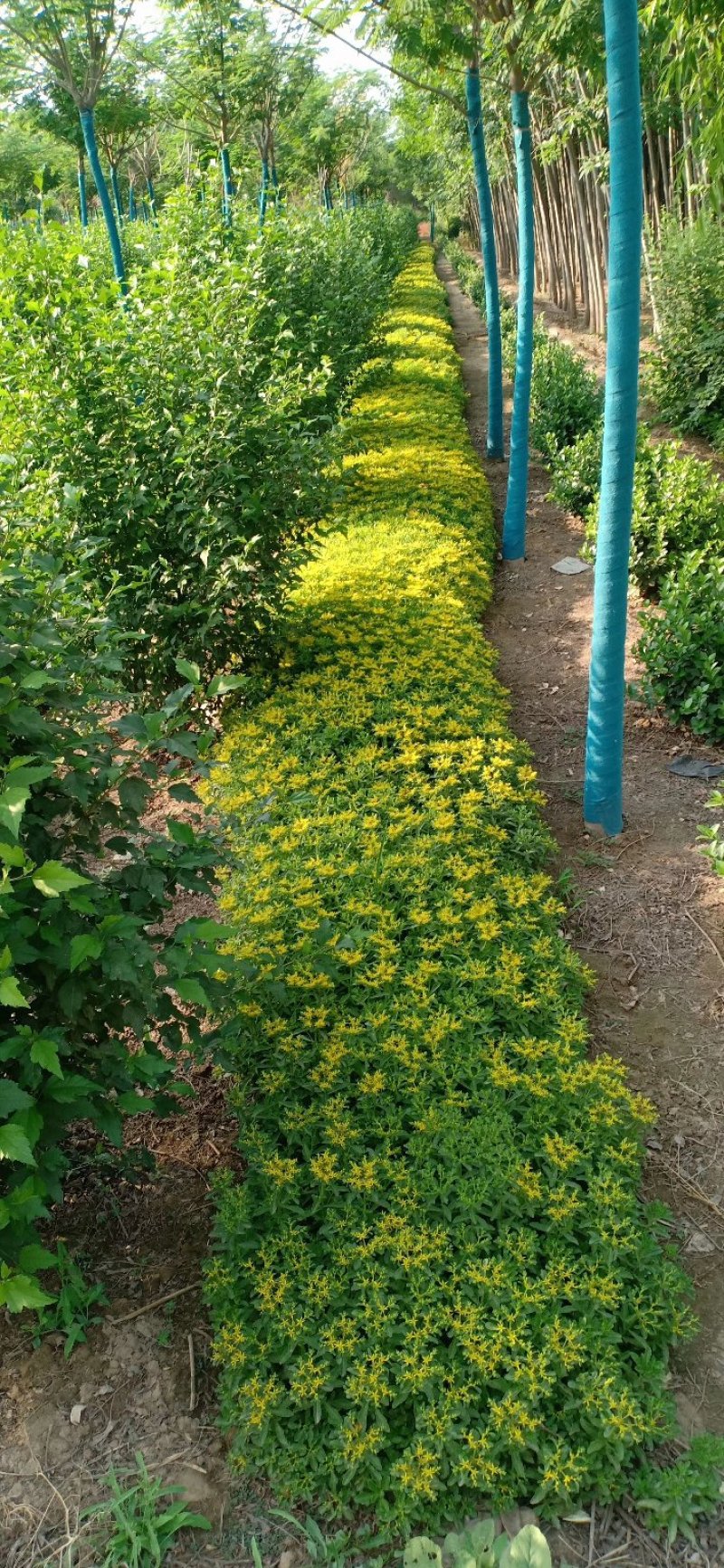 绿化草花苗三七景天八宝景天地被色块绿篱