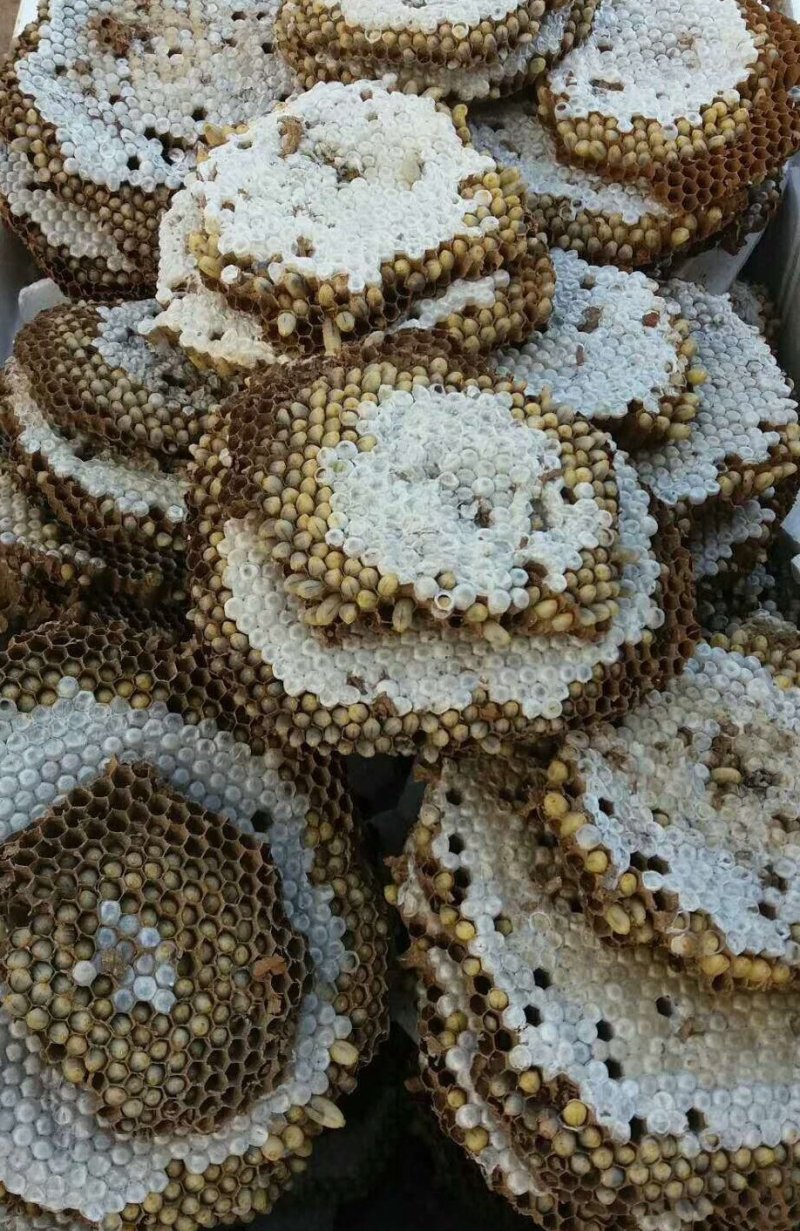 蜂蛹
