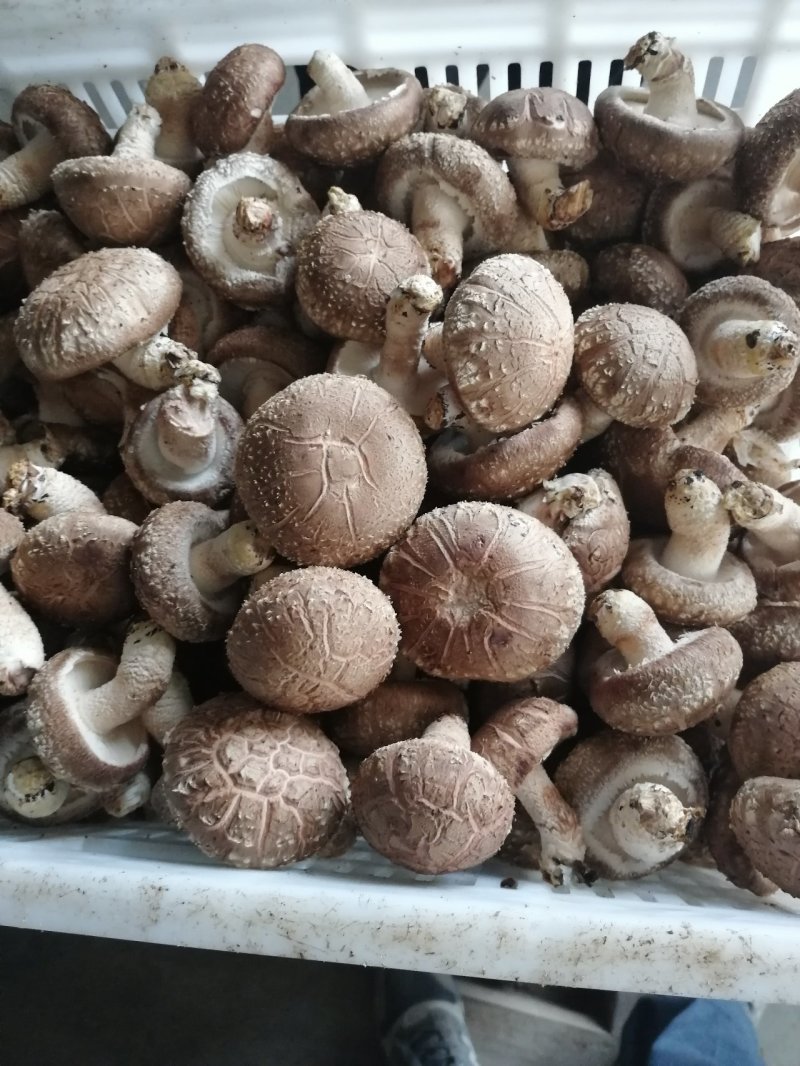 夏季香菇
