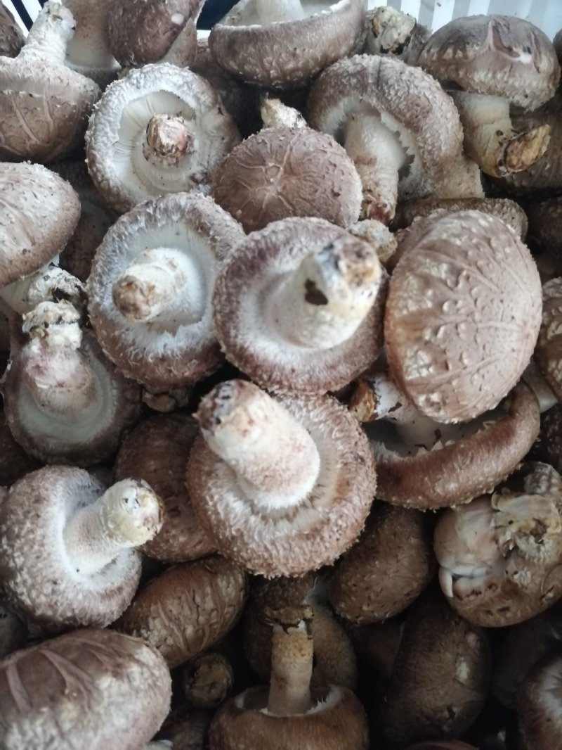 夏季香菇
