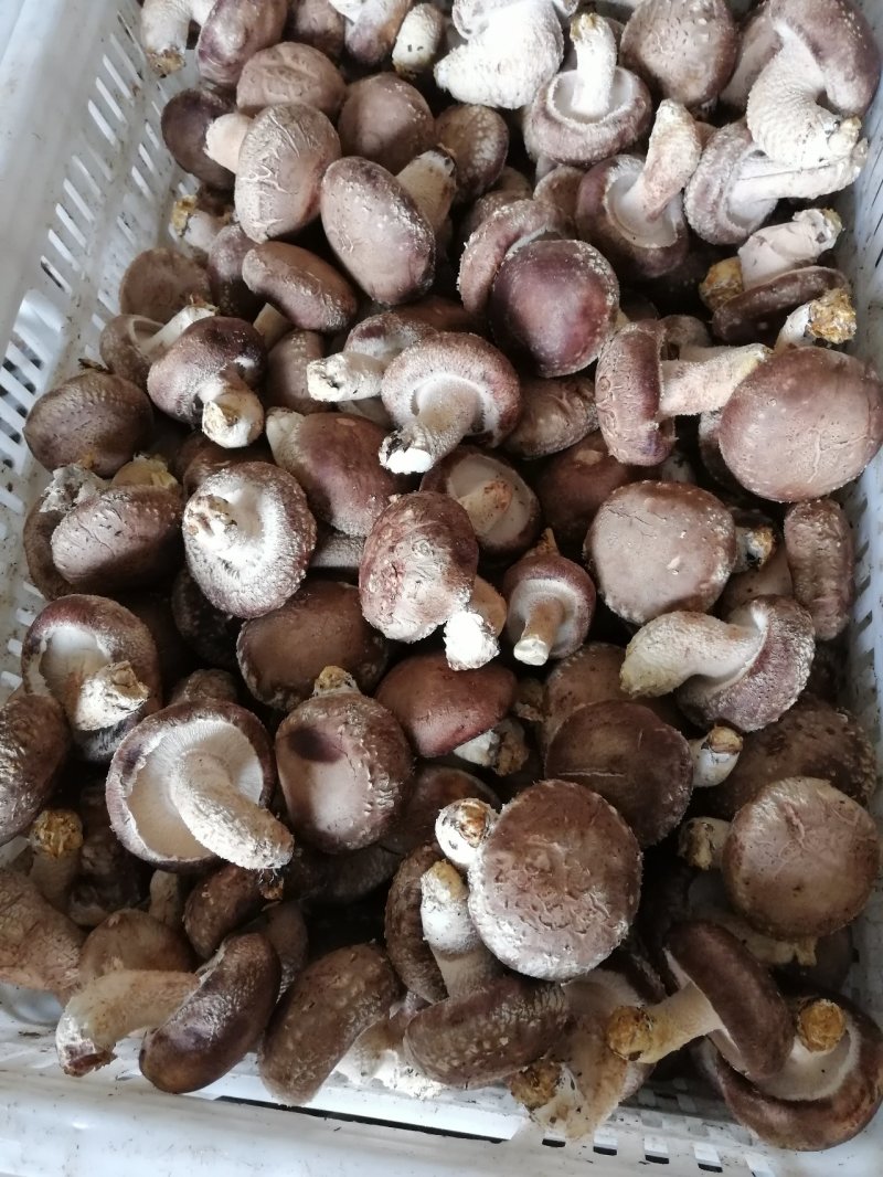 香菇夏菇山西产地直供一手货源品质保证诚信经营