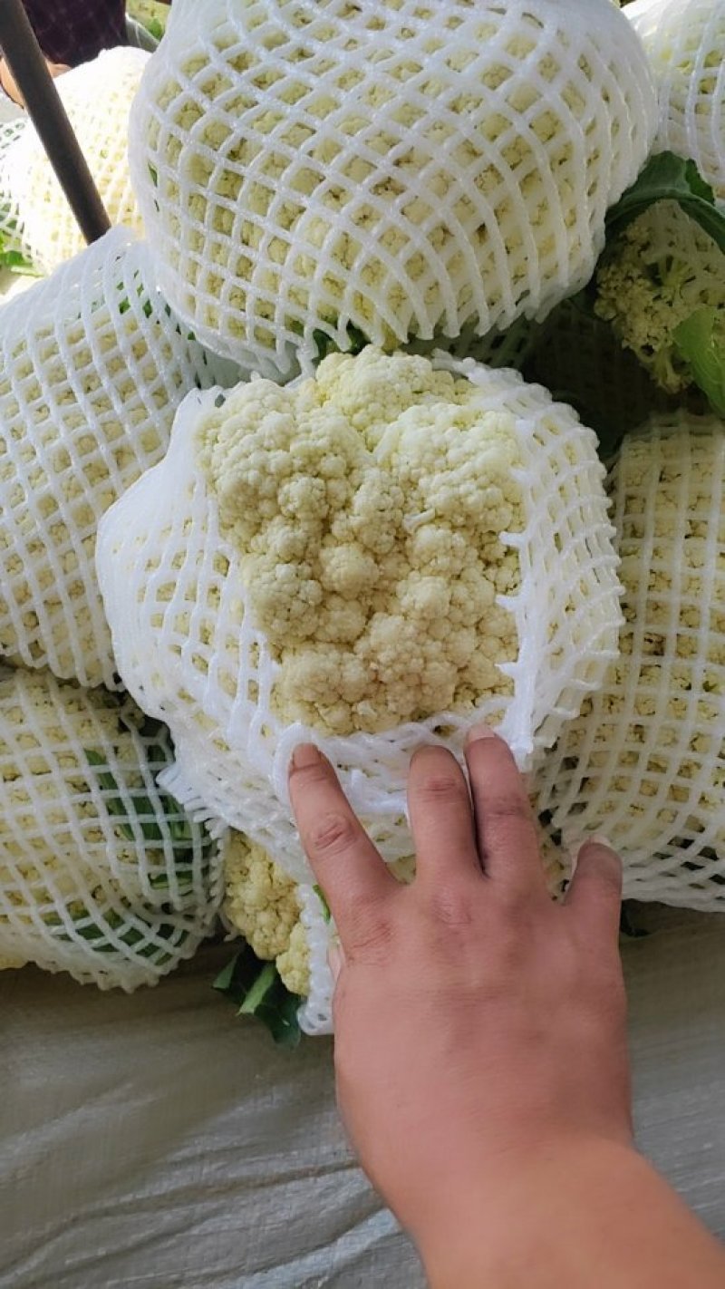 有机菜花