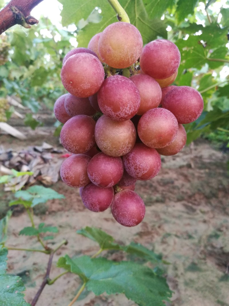 葡萄精品巨峰